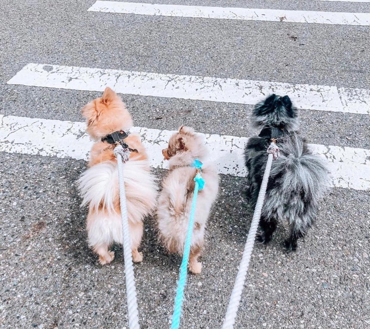 Rope Leash - Natural
