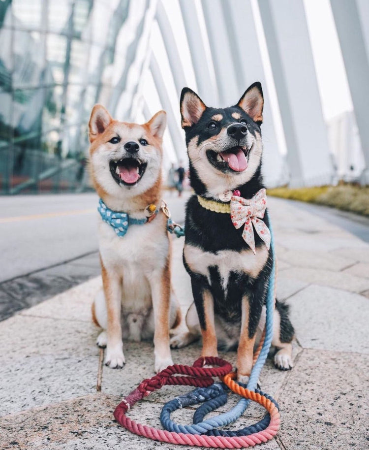 Leashes