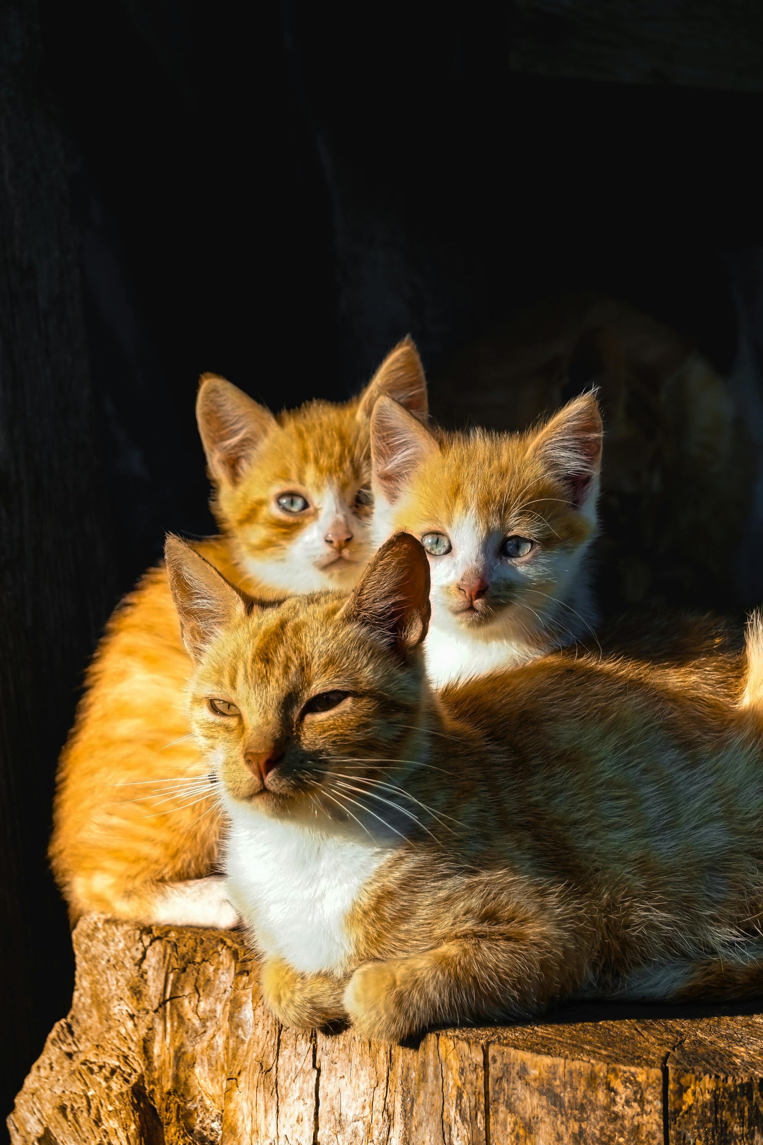 Kitties Only