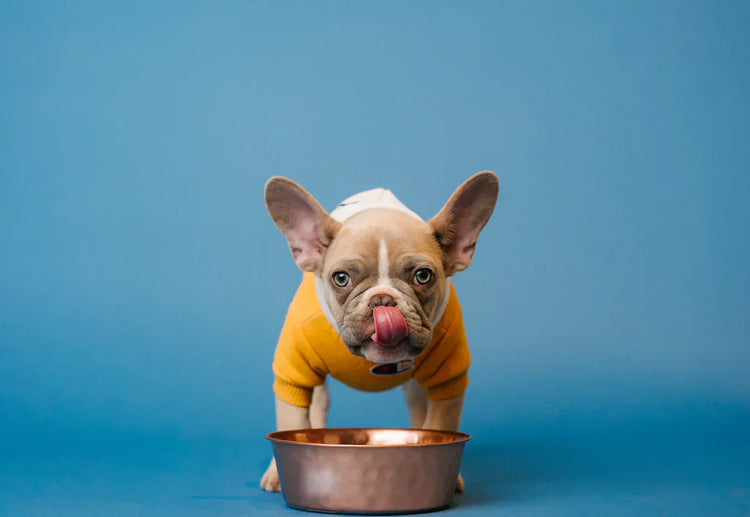 Bowls & Feeders
