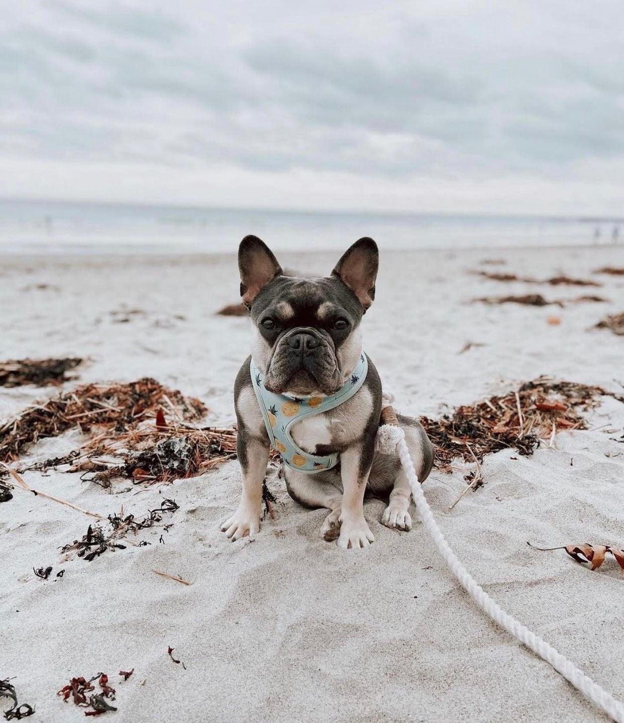 Rope Leash - Natural